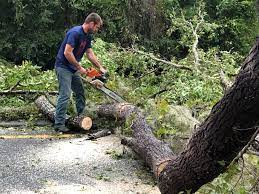 How Our Tree Care Process Works  in  Corning, NY