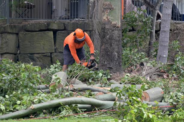 Professional  Tree Services in Corning, NY