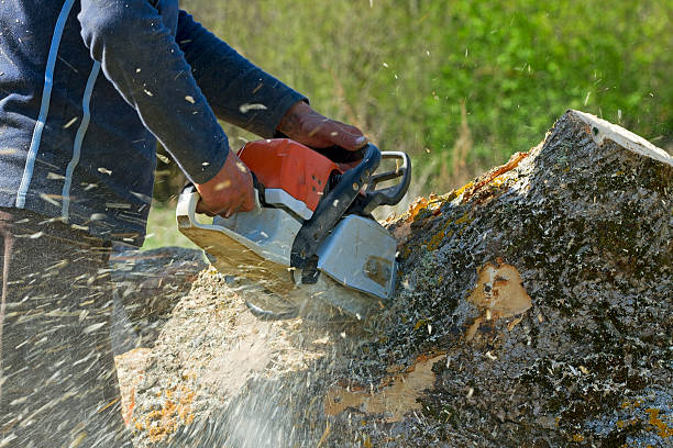 Best Tree Mulching Services  in Corning, NY