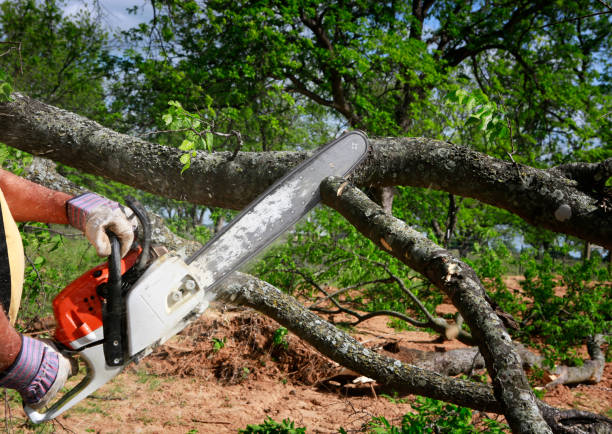 Best Storm Damage Tree Cleanup  in Corning, NY